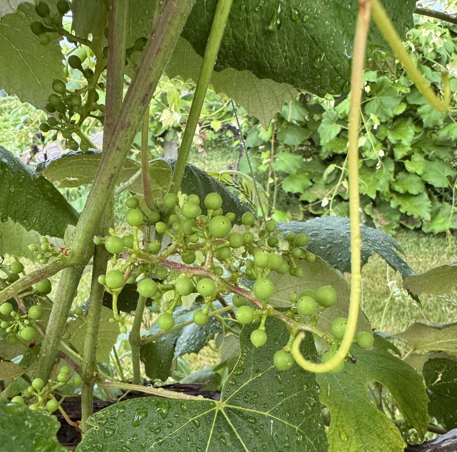 Concord grapes at fruit set.